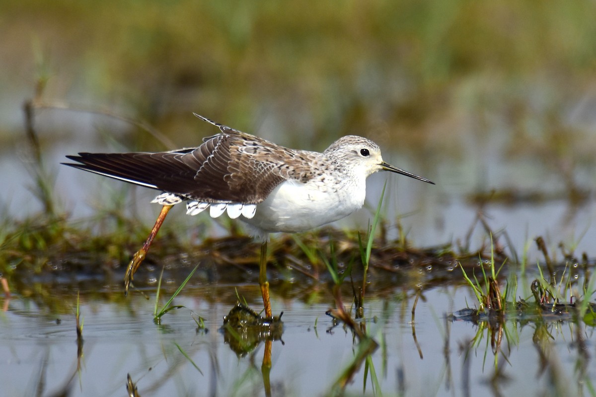 Marsh Sandpiper - Ajoy Kumar Dawn