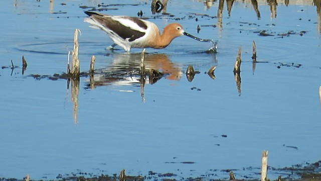 Avocette d'Amérique - ML573410341