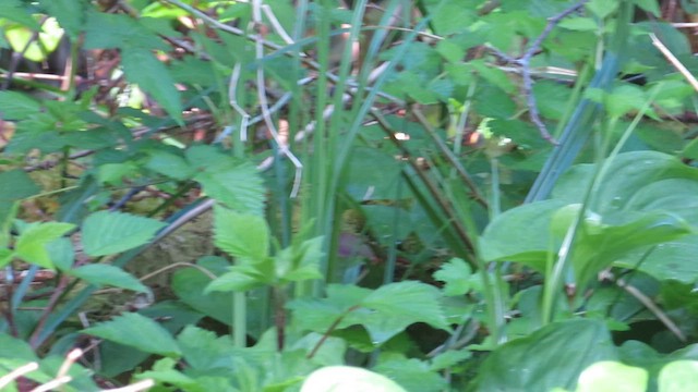 Fox Sparrow (Sooty) - ML573410681