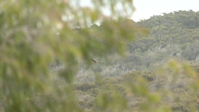 Австралийский орёл-карлик - ML573410901