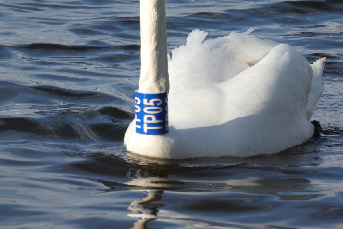 Mute Swan - ML573411371