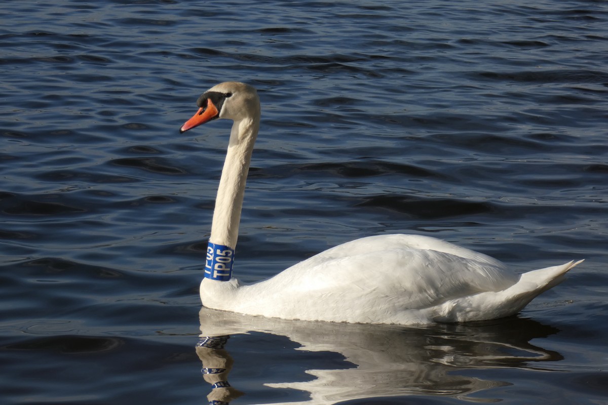 Mute Swan - ML573411391