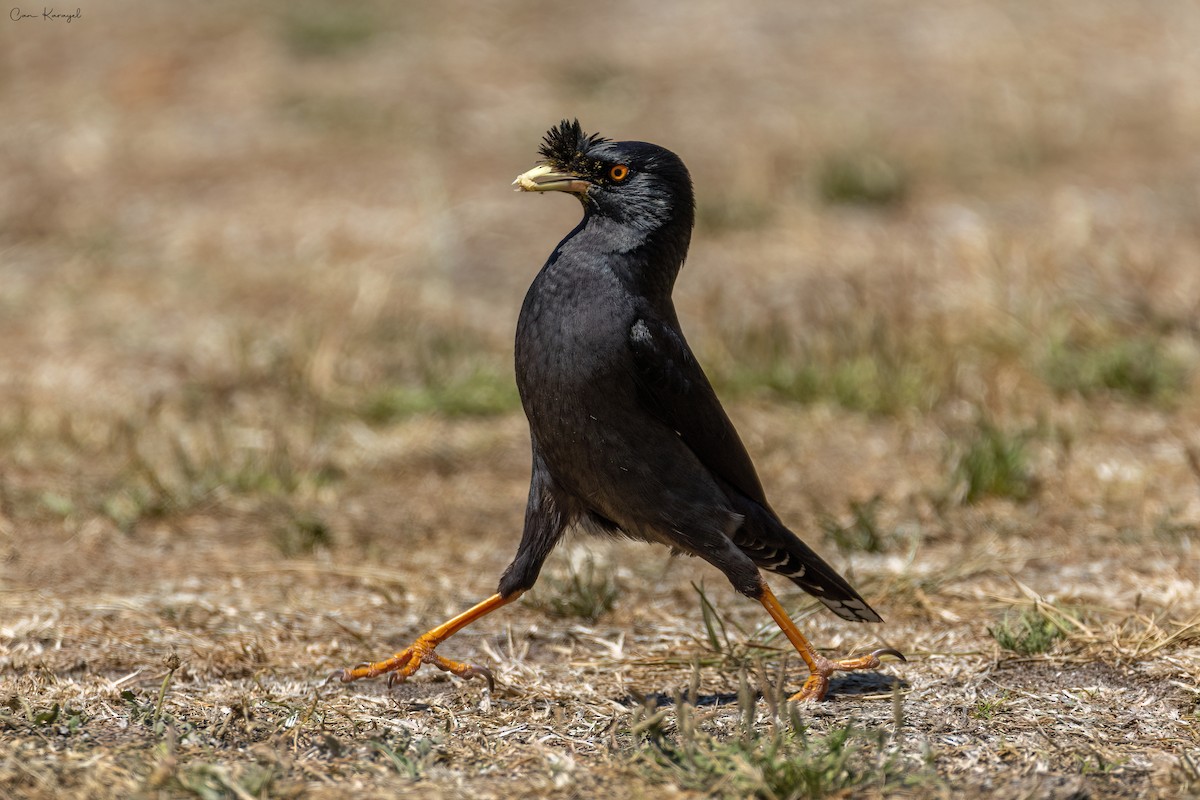 Crested Myna - ML573411531