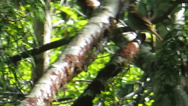 Swainson's Thrush (Russet-backed) - ML573411551