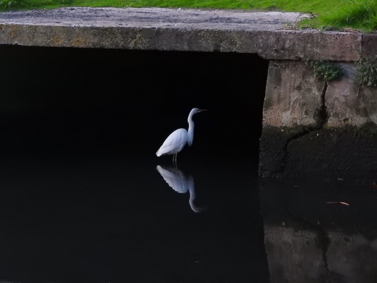 Great Egret - Archer Callaway