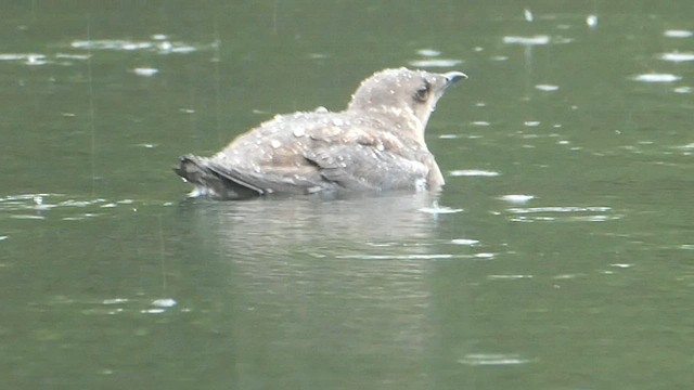 Marbled Murrelet - ML573413001