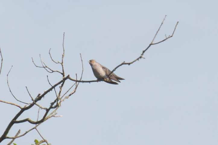 Common Cuckoo - ML573413351