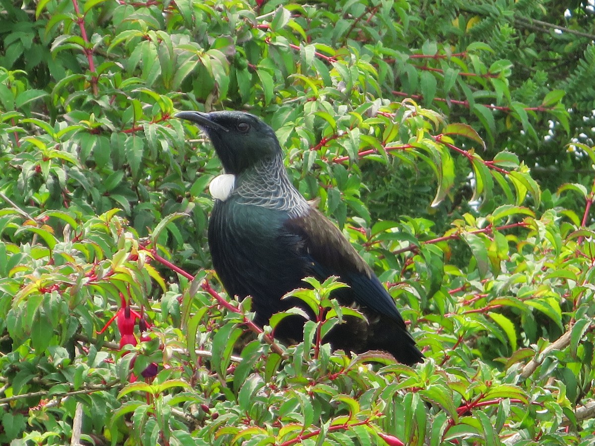 Tui - ML573413391