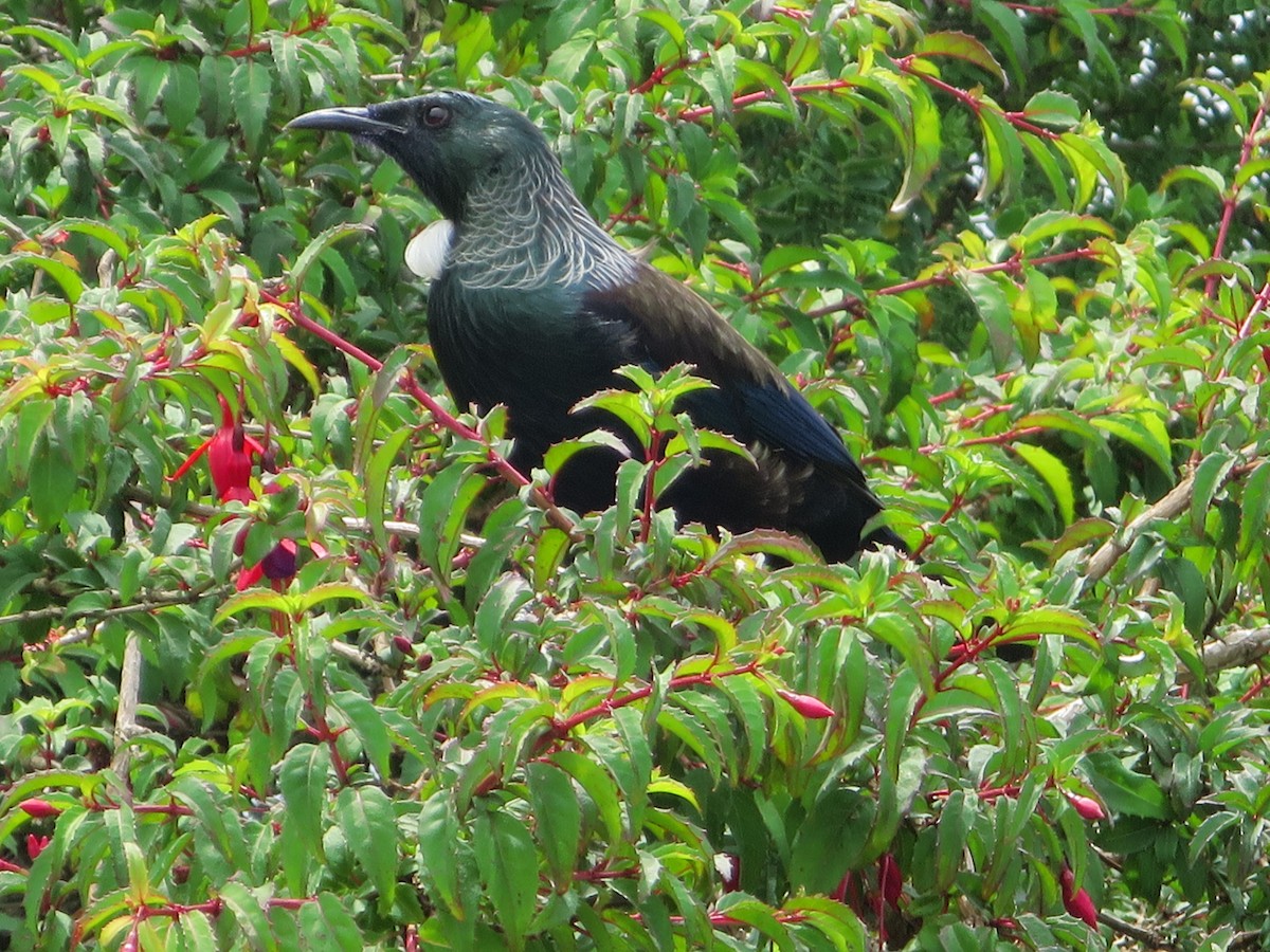 Tui - ML573413401