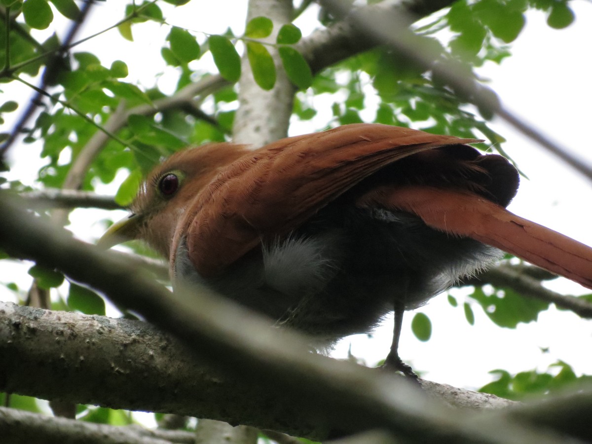 Squirrel Cuckoo - Marilyn Gimenez