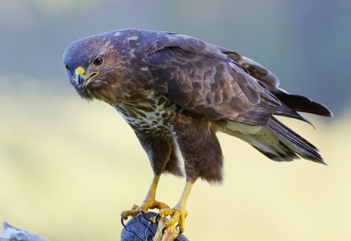 Common Buzzard - ML573414361