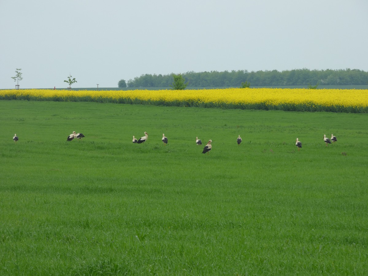 White Stork - Tomáš Kedzior