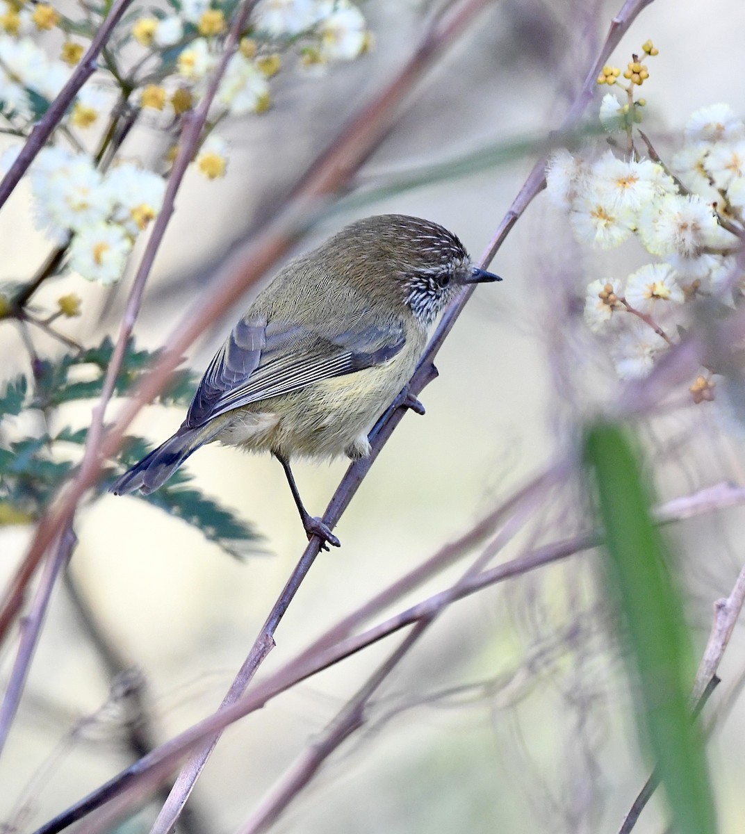 Striated Thornbill - ML573414621