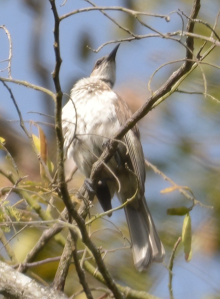 Timor Friarbird - José Teixeira