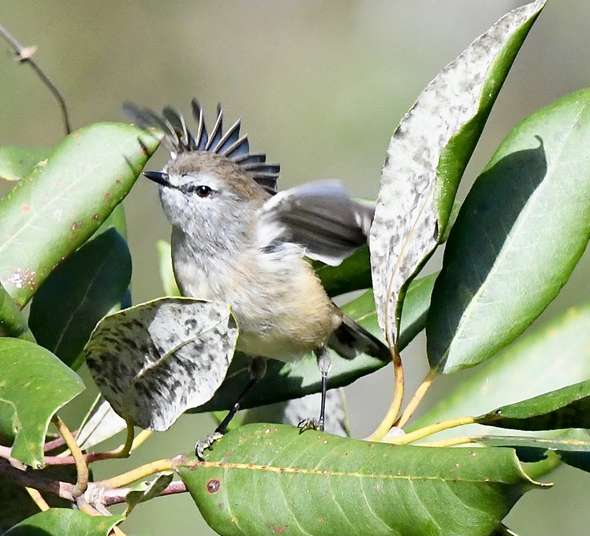 Brown Gerygone - Kim  Beardmore