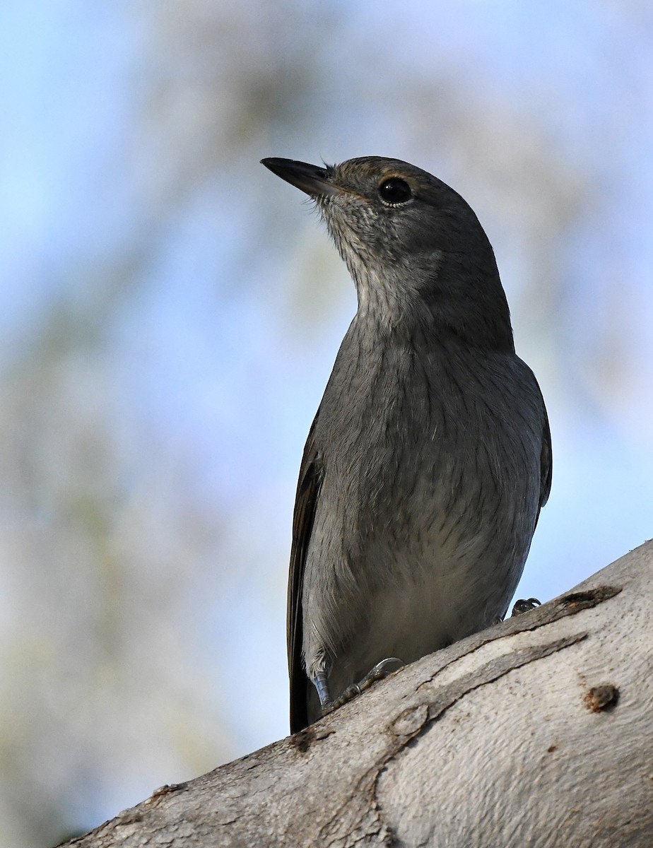 Gray Shrikethrush - ML573415101