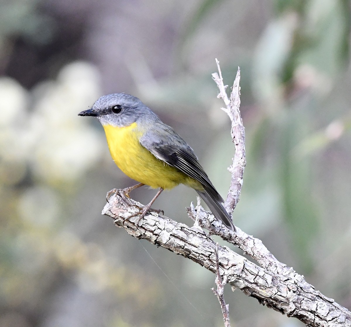 Eastern Yellow Robin - ML573415191