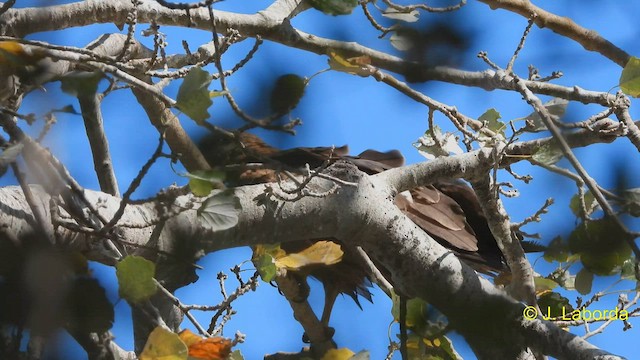 Black Kite - ML573417631