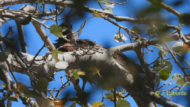 Black Kite - ML573417671