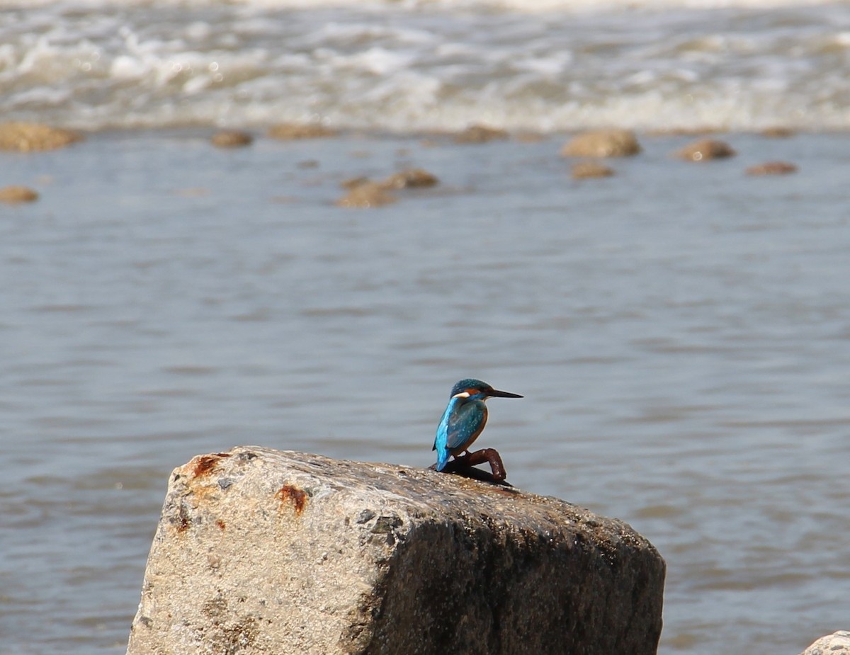 Common Kingfisher - ML573418121