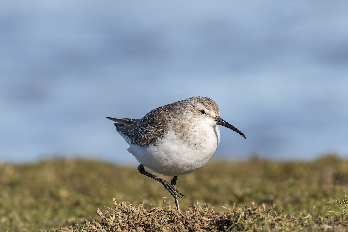 Curlew Sandpiper - ML573418861