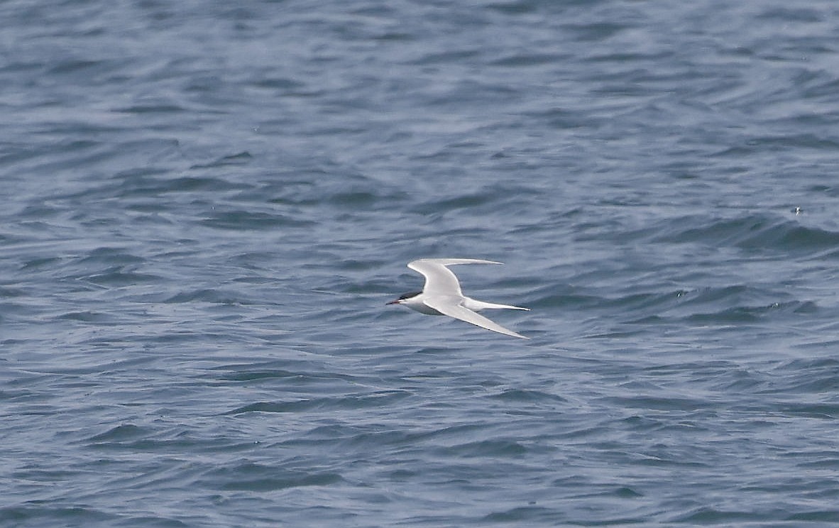 Common Tern - ML573419481