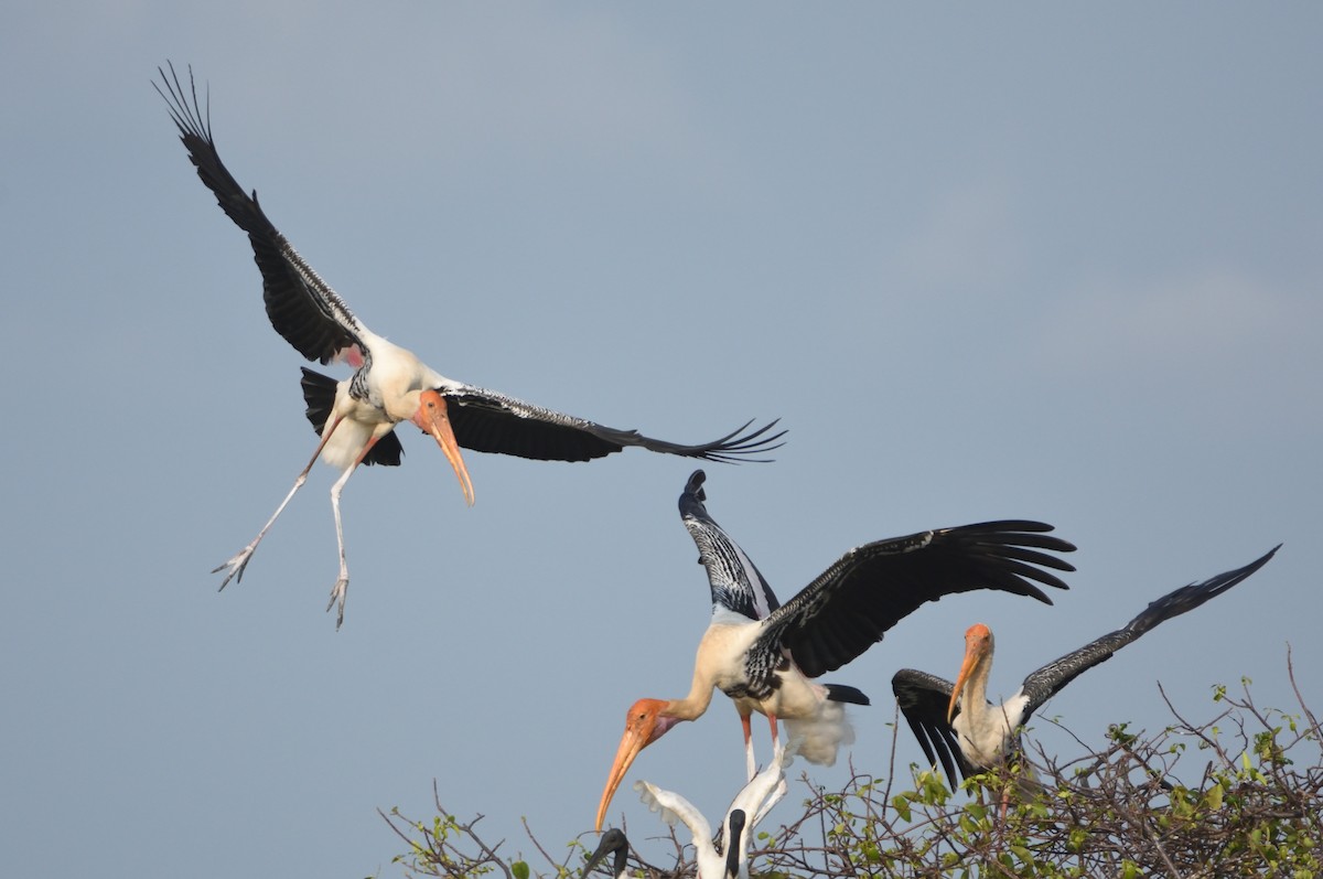 Painted Stork - Kiron Vijay