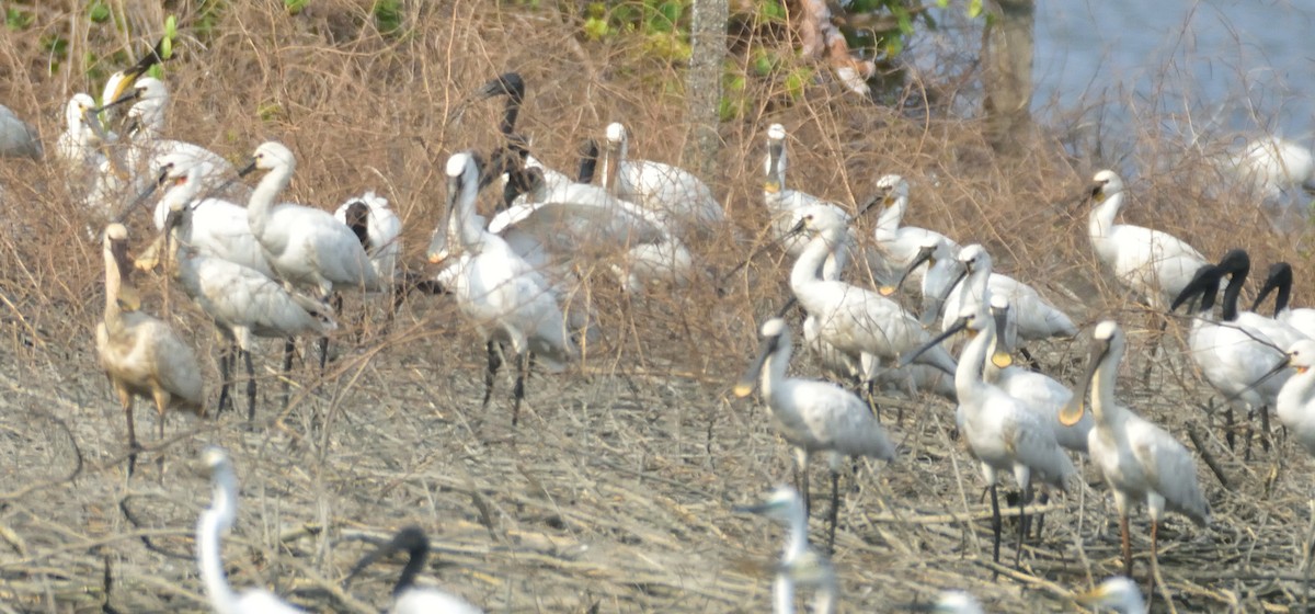 Eurasian Spoonbill - ML573420071