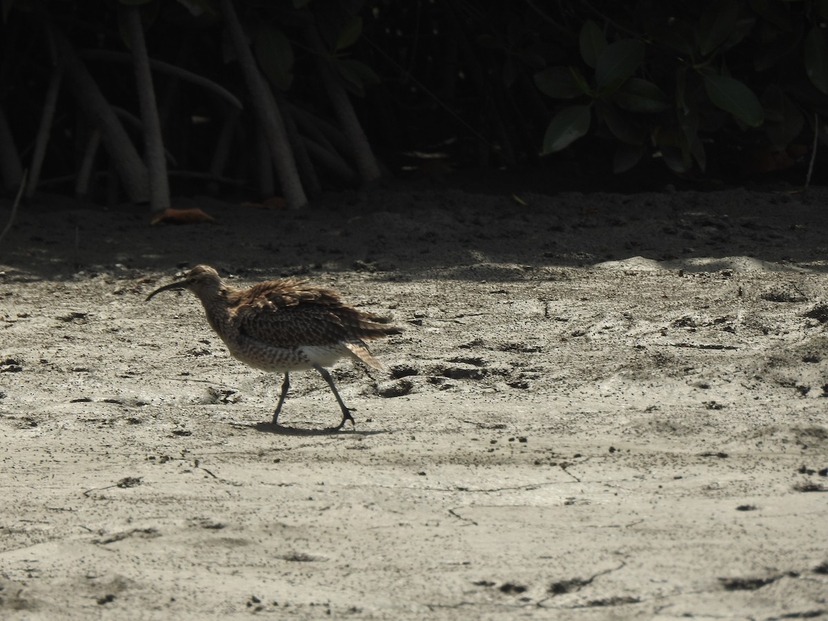 Regenbrachvogel - ML573422771