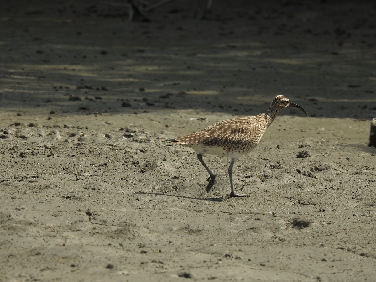 Regenbrachvogel - ML573422781