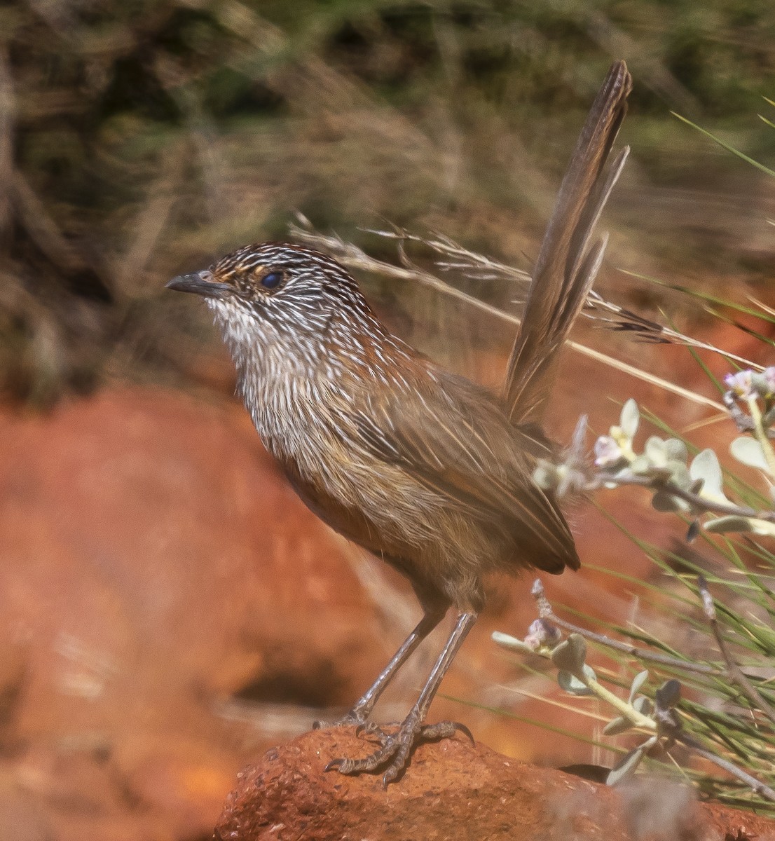 Short-tailed Grasswren - ML573423041