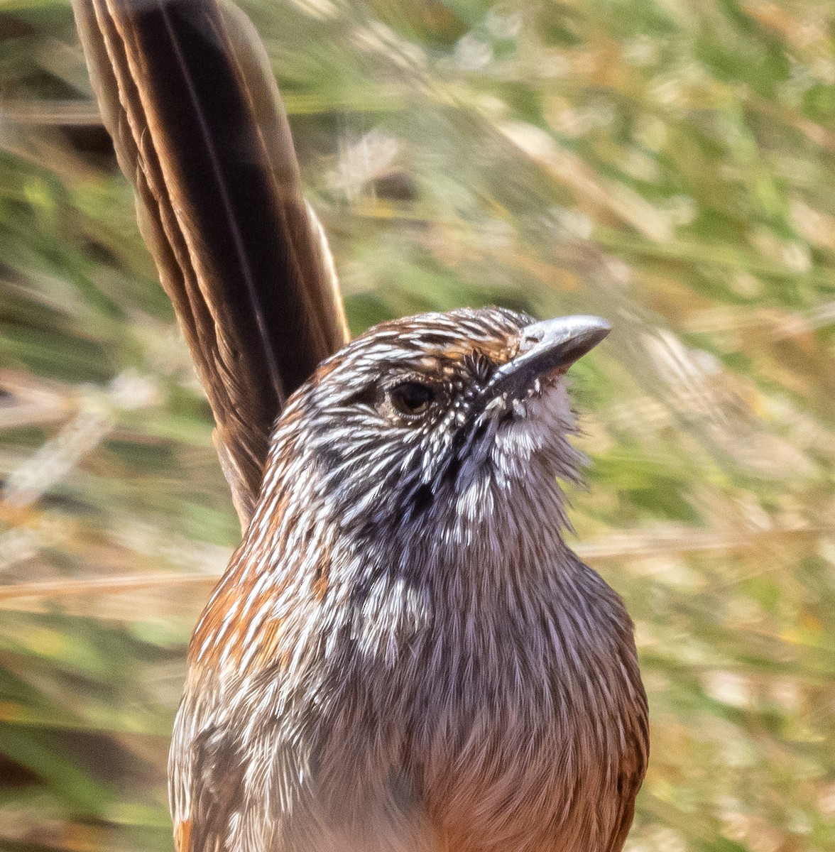 Short-tailed Grasswren - ML573423101