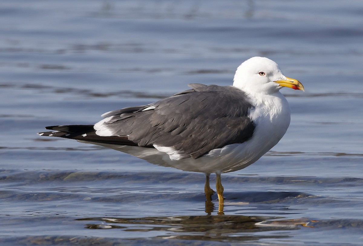 Lesser Black-backed Gull - ML573424471