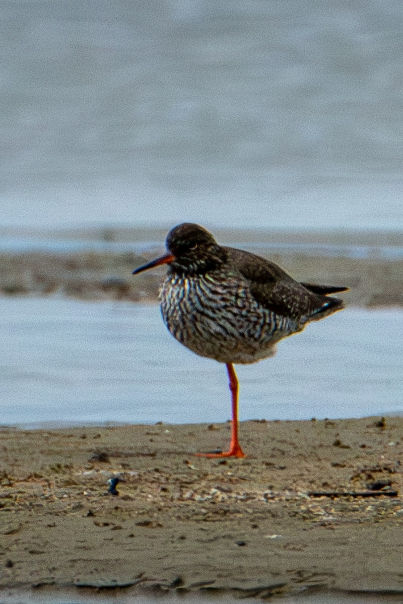 Common Redshank - ML573425081