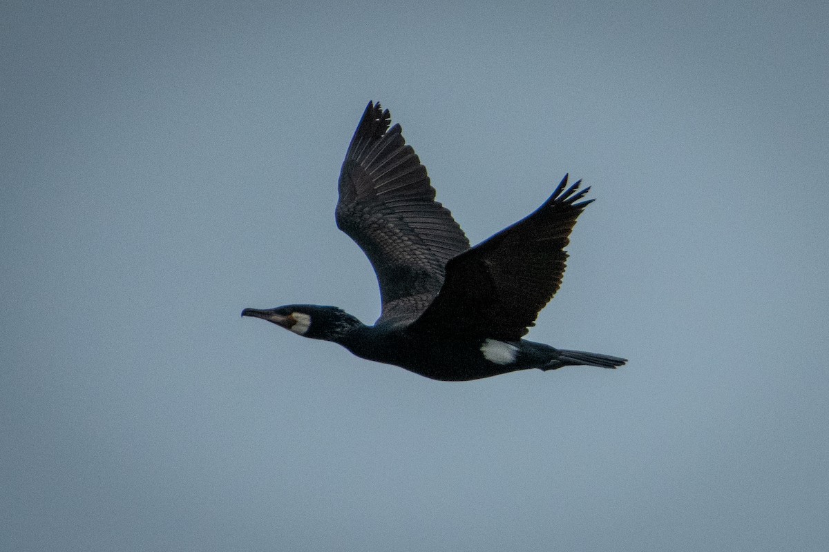 Great Cormorant - ML573425171