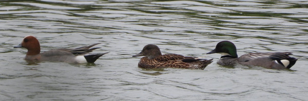 Falcated Duck - masao komura