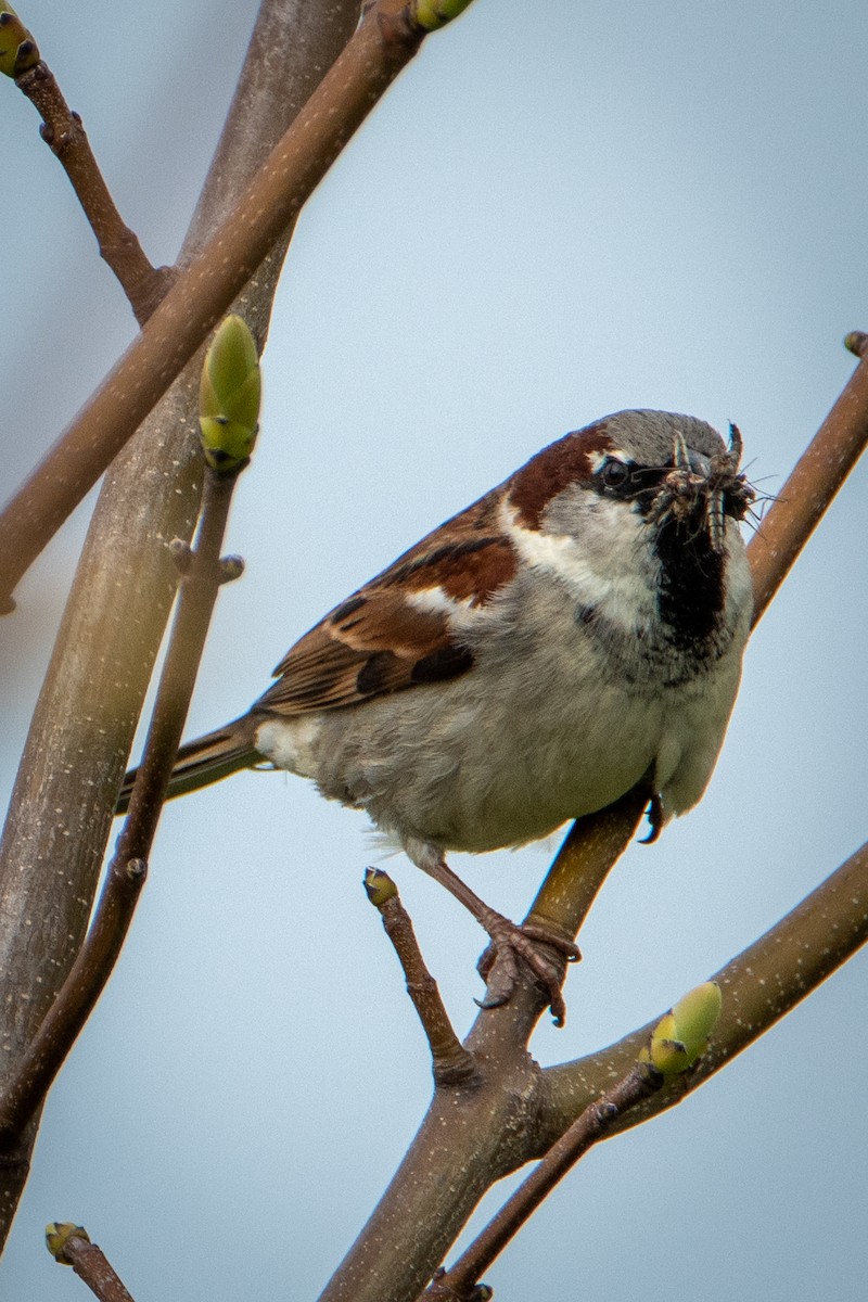 House Sparrow - ML573425821