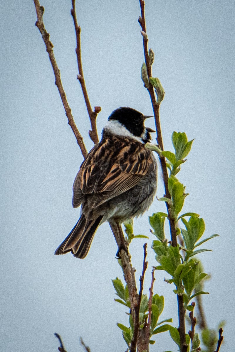 Reed Bunting - ML573426041