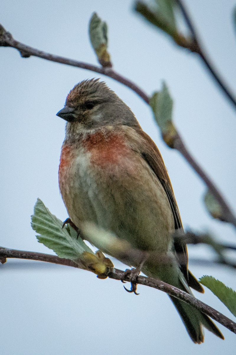 Eurasian Linnet - ML573426061