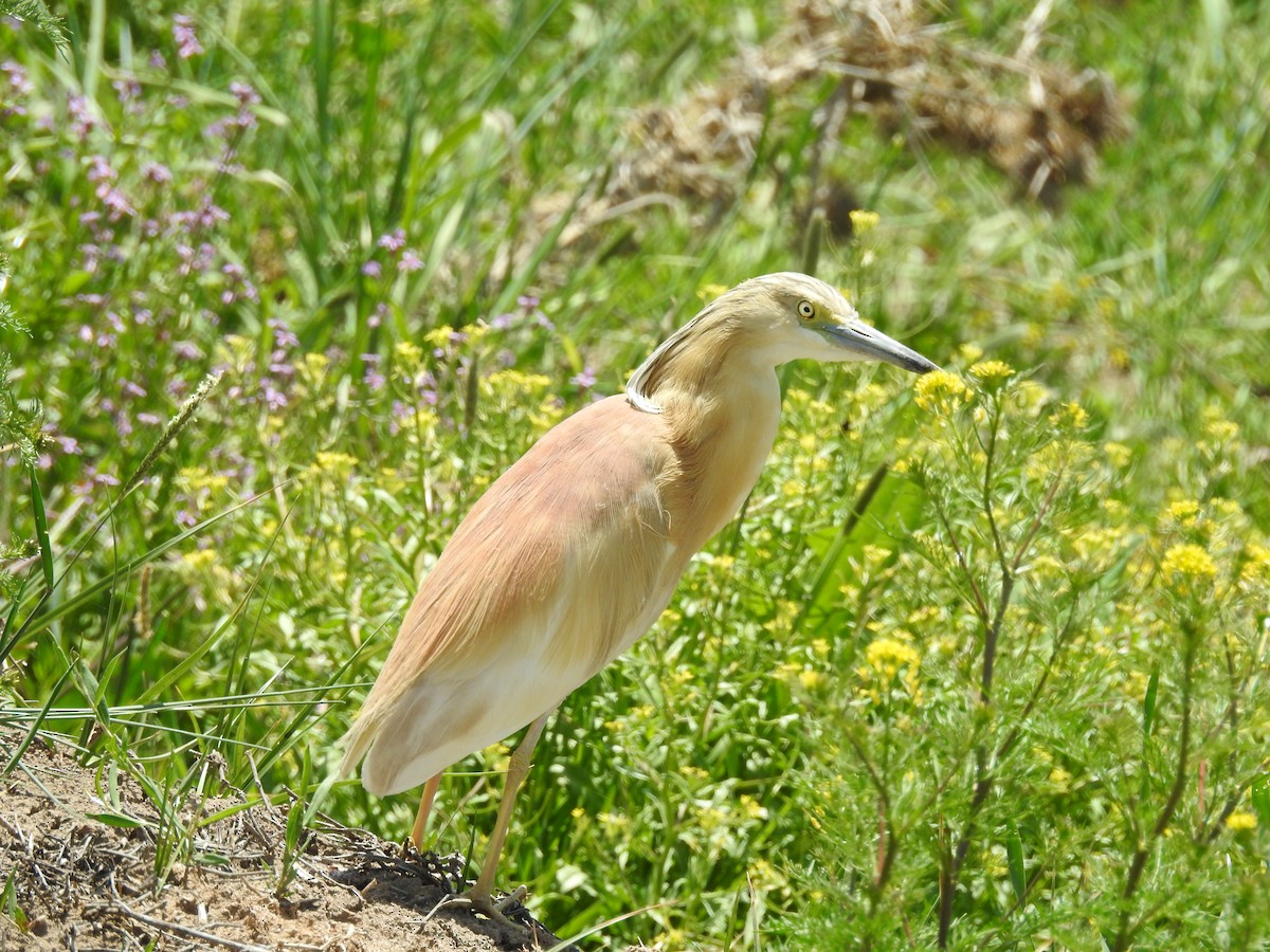 Squacco Heron - ML573426241