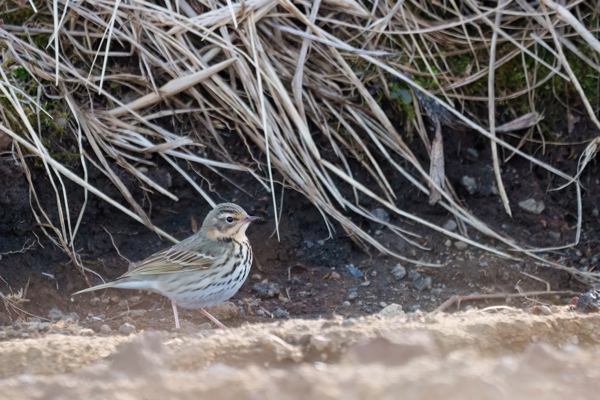 Pipit à dos olive - ML573426581