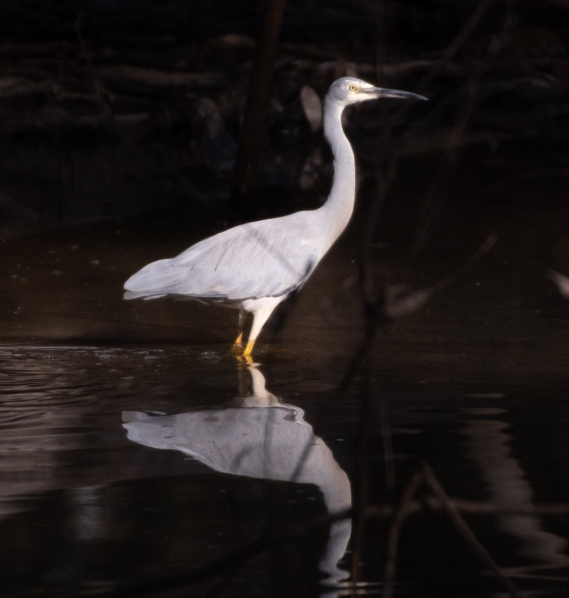 White-faced Heron - ML573426631