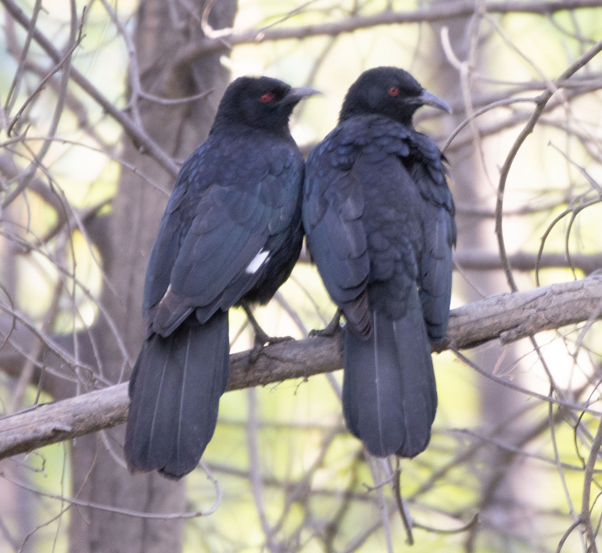 White-winged Chough - ML573426701