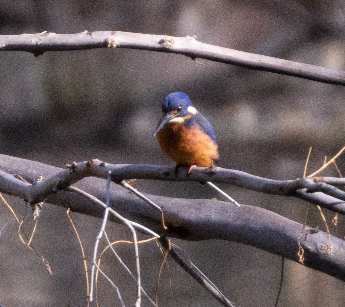 Azure Kingfisher - ML573426711