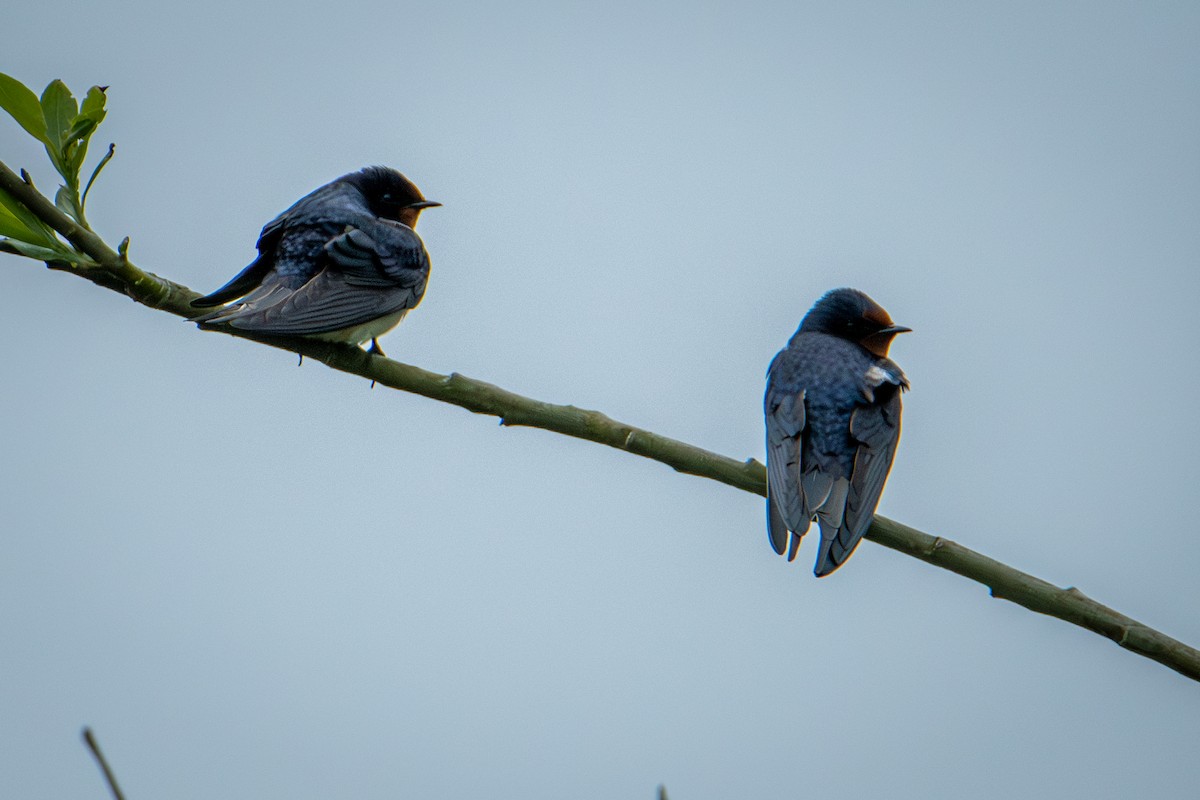 Barn Swallow - ML573426941