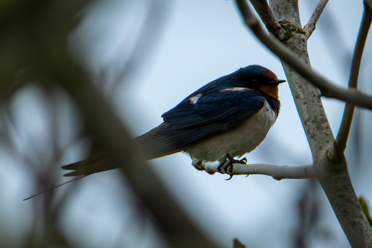 Barn Swallow - ML573426951