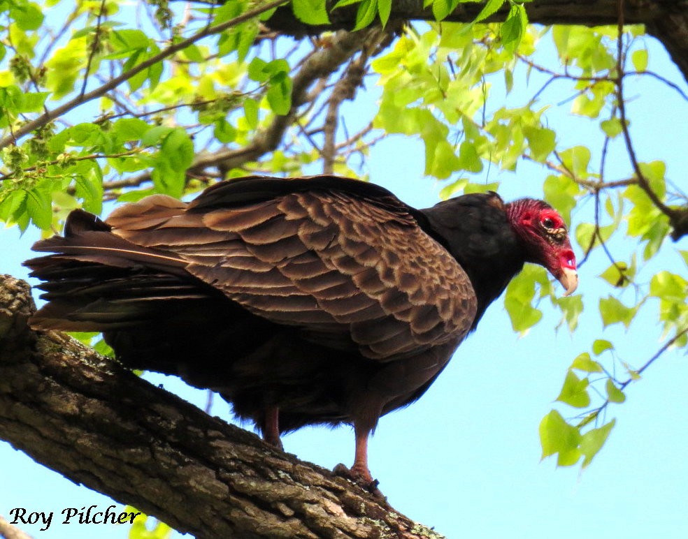 Turkey Vulture - Roy Pilcher