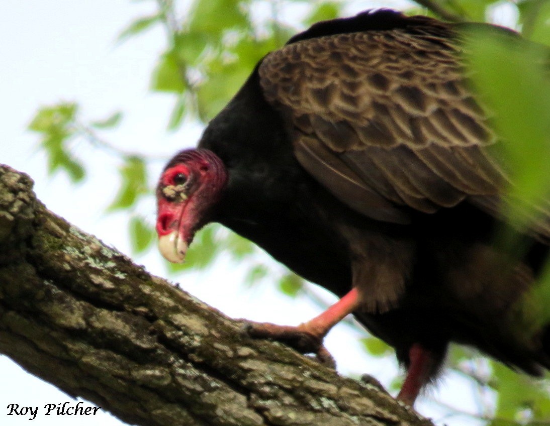 Turkey Vulture - Roy Pilcher