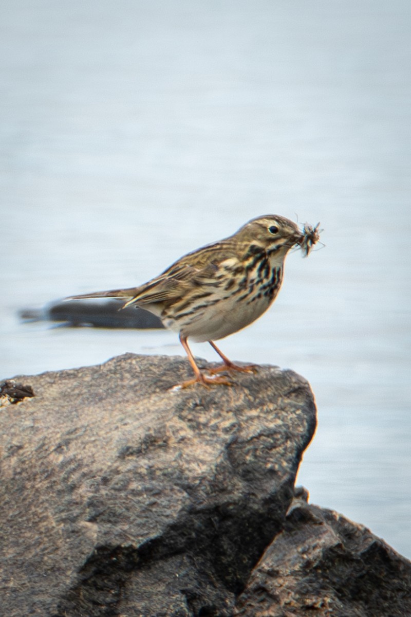 Meadow Pipit - ML573428671