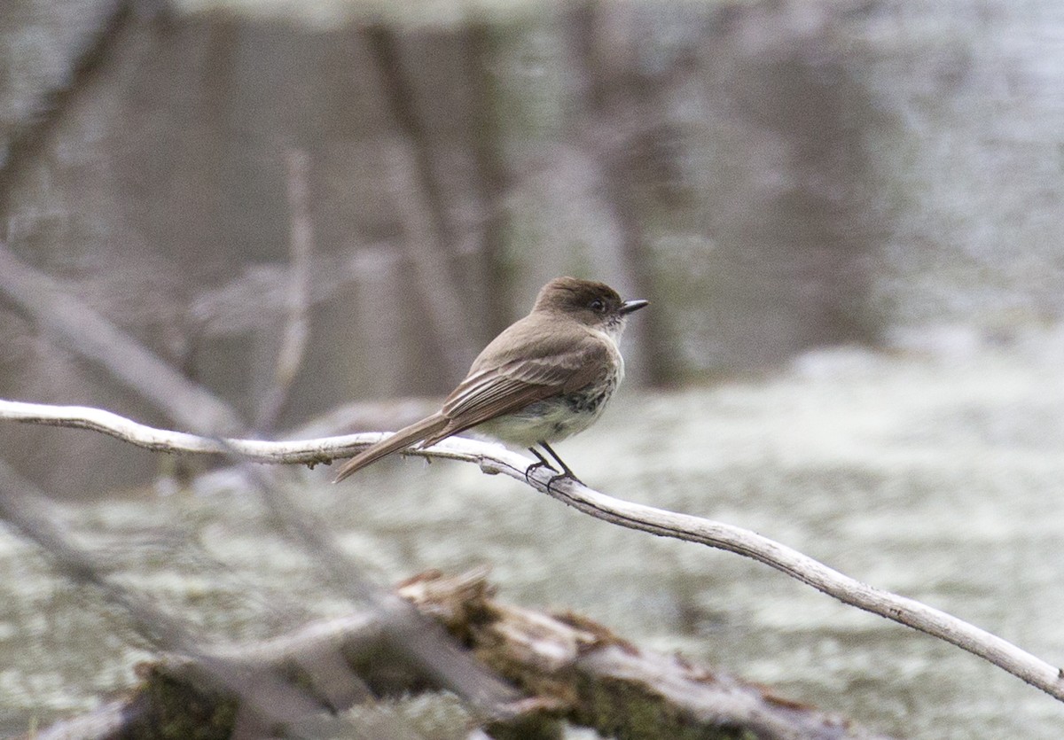 Eastern Phoebe - Phil McNeil